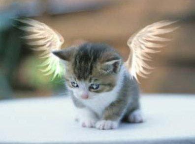 mon beau chat ange gardien